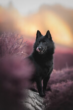 A Cute Schipperke Dog Sitting On A Large Gray Stone Among Purple Bushes And Licking His Lips Against The Backdrop Of A Bright Autumn Landscape. The Mouth Is Open.