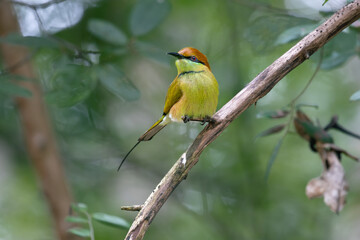 Wall Mural - bee eater  in the forest