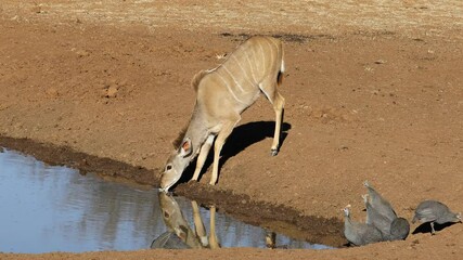 Wall Mural - A kudu antelope (Tragelaphus strepsiceros) and helmeted guineafowls at a waterhole, Mokala National Park, South Africa