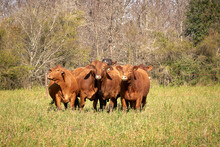Portrait Of Beef Cattle At Natural Farm. Agribusiness - Close Red Brangus Cattle, In Natural Pasture, Angus Cattle, Highly Genetic Bulls.