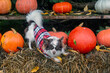 Chihuahua im Herbstoutfit mit Kürbisse