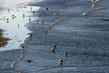 Assorted Seabirds On A Beach During An Incoming Tide