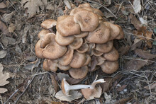 Armillaria Tabescens Ringless Honey Mushroom Light Brown Mushroom Pink Blades Cuticle With Scales Growing In A Large Group On A Semi-rotten Trunk