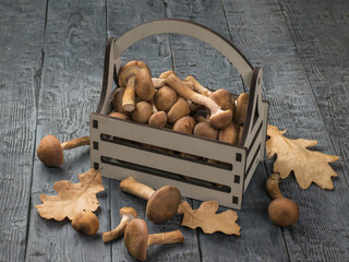 Wall Mural - A gray wooden box with autumn forest mushrooms and oak leaves on a wooden table.