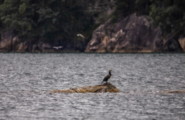 Poster - Beautiful shot of a bird on a lake