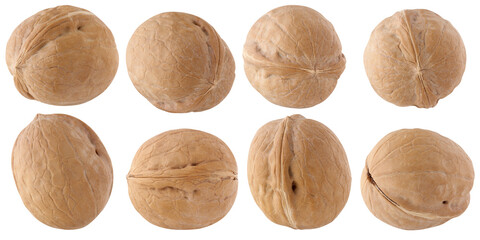 Wall Mural - walnuts isolated on a white background