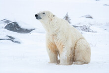 Polar Bear Sitting On Snow In Canada