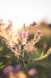 meadow sunset wild flowers bokeh backlit aesthetic picture poster wallpaper sunlight