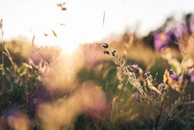 Aesthetic Sunset Sunlight Backlit Flowers Meadow Poster Wallpaper 