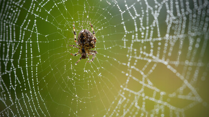 spider after rain