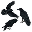 Set of black birds crows Corvus corax in different poses stand, croak and fly. Wild birds of nature and cities. Realistic vector animal