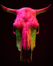 Image Of Menacing Bull Skull With Color Light On Black Background. Halloween Holiday Decoration Concept Image.