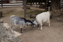 Two Young Goats Of White And Gray Color Butt Heads.
