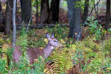 Poster - White-tailed deer or Virginia deer  in the autumn forest