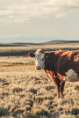 Wall Mural - cow in the field