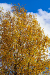 Wall Mural - Bright yellow leaves on birch branches against a blue sky with white clouds