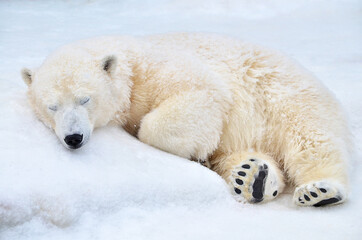 Wall Mural - A polar bear sleeps in the snow