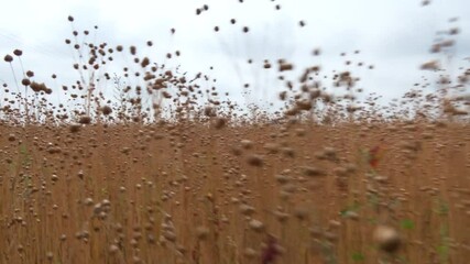 Wall Mural - flax fields at harvest time in August. Detail on flax plants (Linum usitatissimum) on field during sunset
