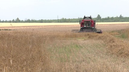 Wall Mural - Harvester machine for harvesting wheat of field workers. Combine harvester agricultural machine harvesting golden ripe wheat field. Combine harvester harvests ripe wheat. agriculture
