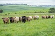 herd of Stud beef cows and bulls grazing on green grass in Australia, breeds include speckled park, murray grey, angus and brangus.