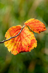Wall Mural - autumn colour of a witch hazel (hamamelis x intermedia) tree shrub leaf with a orange yellow golden 