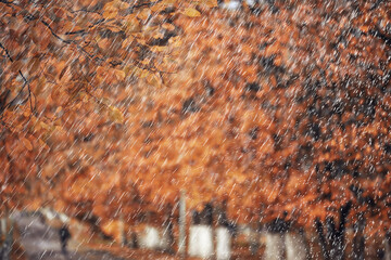 rain background autumn landscape park, abstract seasonal nobody weather october landscape