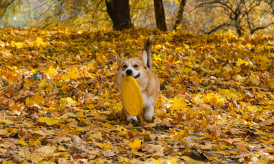 Wall Mural - welsh corgi pembroke on a sunny autumn day