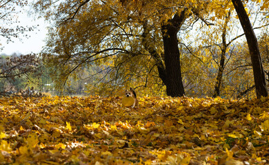 Wall Mural - welsh corgi pembroke on a sunny autumn day