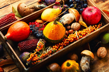 Wall Mural - Autumn still life with autumn harvest