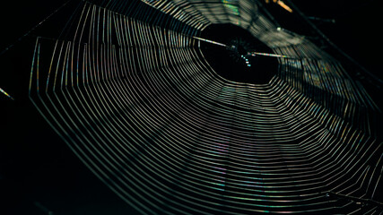 monochrome photo. horror, halloween. White spider's net isolated on a black background. decoration for the holiday. scary background. network in sunlight. macro