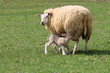 White lamb drinking milk and white ewe sheep
