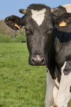 Close Up Headshot Of A Black White Cow