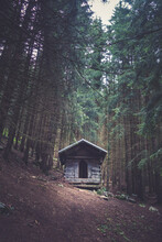 Small Wooden Cabin In A Dark Fir Forest