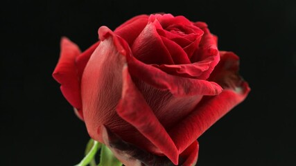 Poster - Beautiful opening red rose on black background. Petals of Blooming red rose flower open, time lapse, close-up. Holiday, love, birthday design backdrop. Bud closeup. Macro. Valentine's Day. Timelapse. 