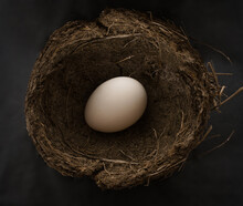 Natural Bird Nest With One White Chicken Egg  Isolated On Black  Background.