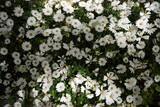 Fototapeta Big Ben - 꽃, 꽃밭, 풍경
