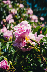 Sticker - Pink roses in the garden