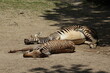 Schlafende Zebras im Zoo