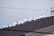 Stado białych gołębi siedzących na dachu domu. Gołąb