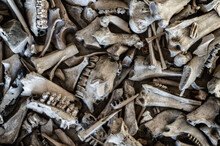 Background Of The Different Animal Bones.
