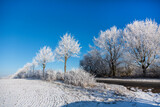 Fototapeta Kwiaty - Winter Idyll In The North Of Germany
