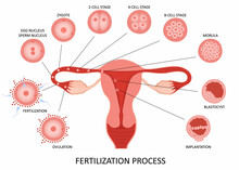 Female Reproductive System Ovulation And Fertilization Process Stages On White Background, Flat Vector Illustration