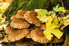 Closeup Of Mushrooms Growing At The Base Of A Tree Trunk Surrounded By Lush Leaves