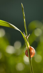 Sticker - Snail behind grass in garden