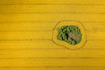 Wall Mural - Aerial view of raps flowers in Poland countryside.