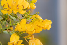 A Cloudless Sulphur Caterpillar On A Yellow Flower In St. Augustine, Florida