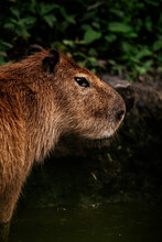Vertical Shot Of A Capybara Outdoors In Nature