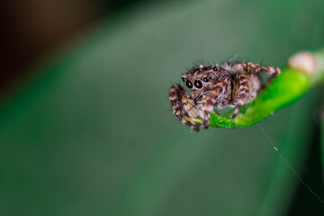 Poster - Macro shot of a spider on the leaf of a plant outdoors