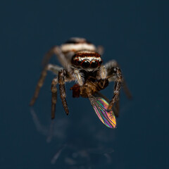 Sticker - Macro shot of a spider holding a fly on a dark backgrou