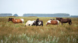 Wild ponies of the Gower Peninsula, Wales, UK